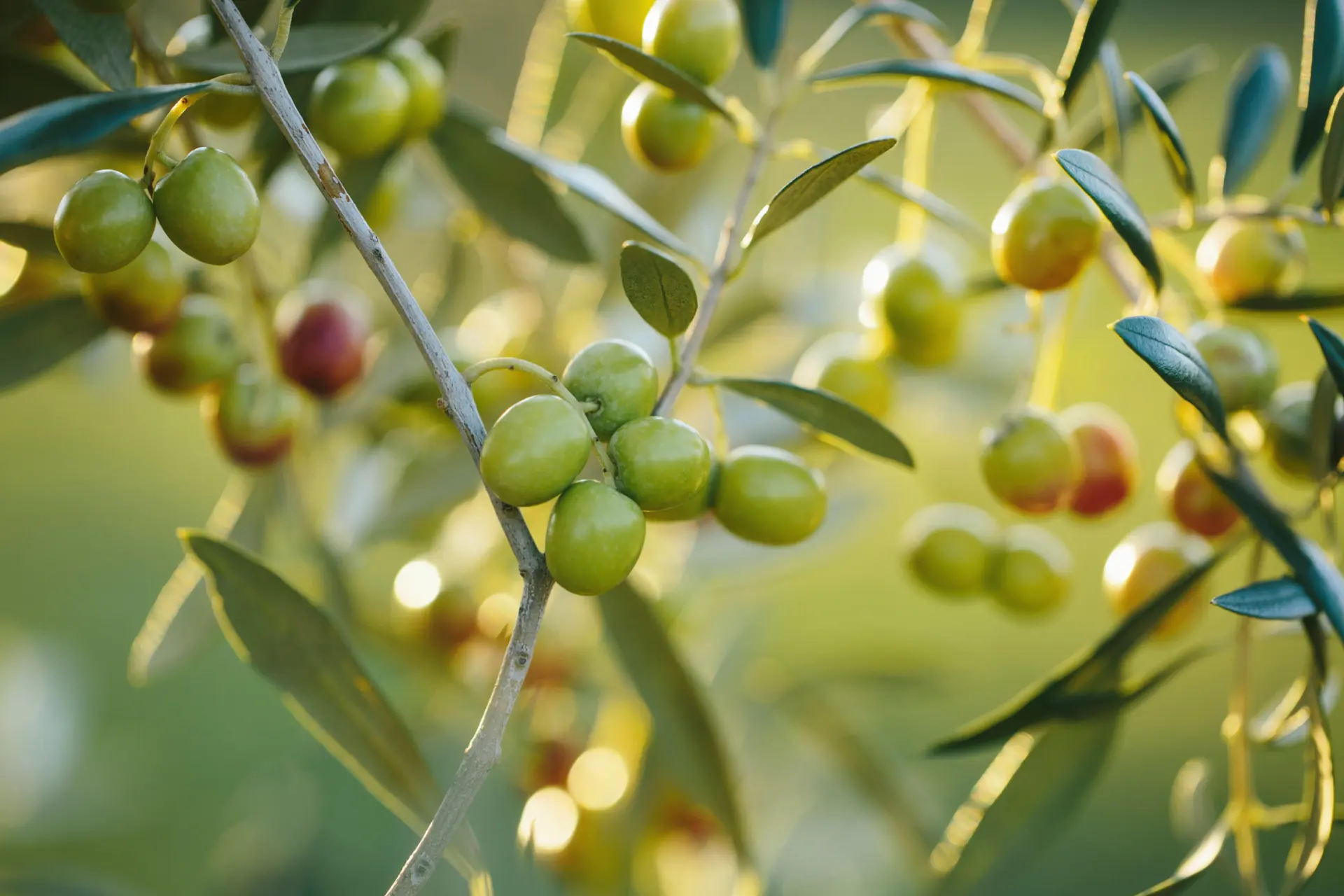 Manzanilla